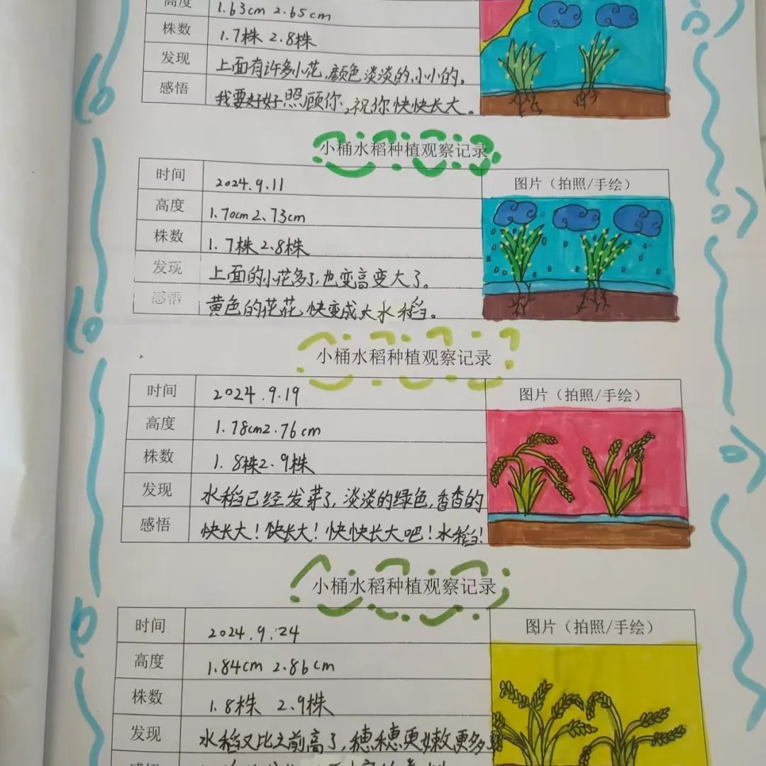 经过炎炎夏日的超长洗礼,水稻长势一天天变化喜人
